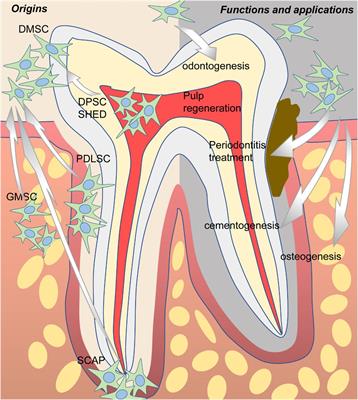 Frontiers | Dental-Derived Mesenchymal Stem Cells: State Of The Art